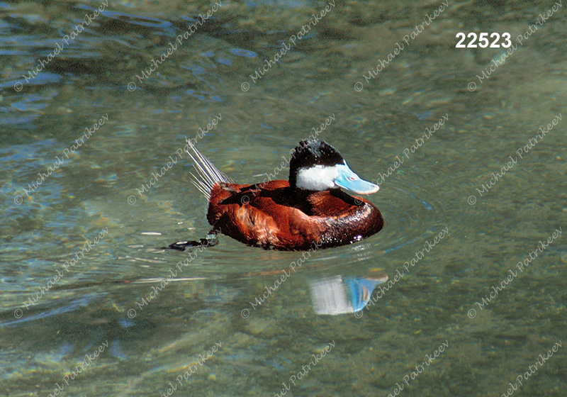 Ruddy Duck (Oxyura jamaicensis)